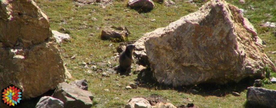 Marmotte Col du Galibier